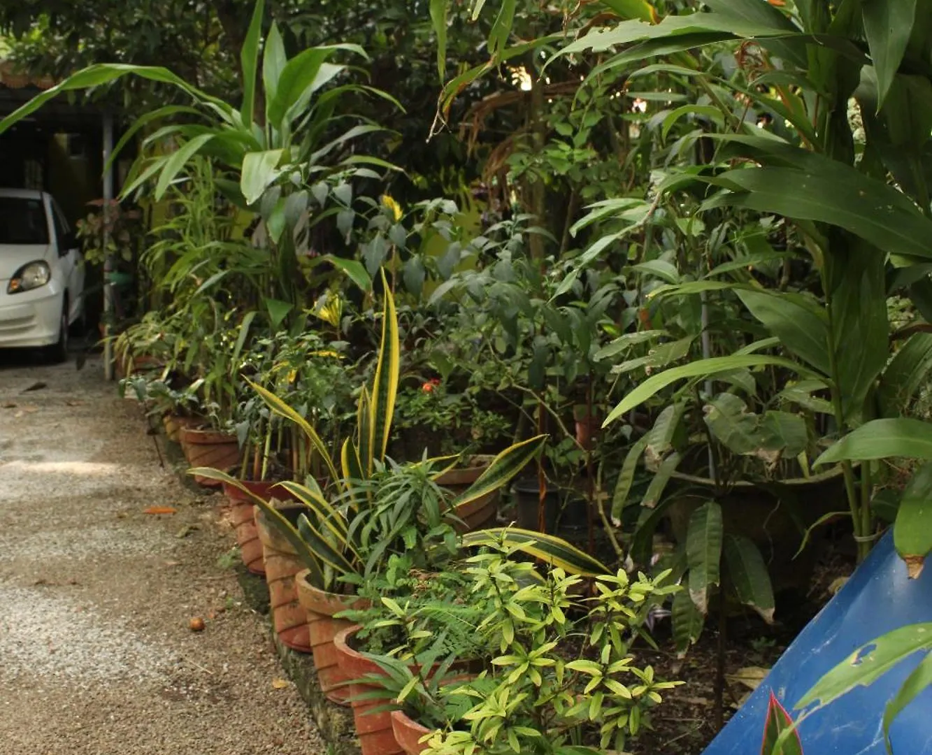 Greens Homestay فاركَالا 0*,  الهند