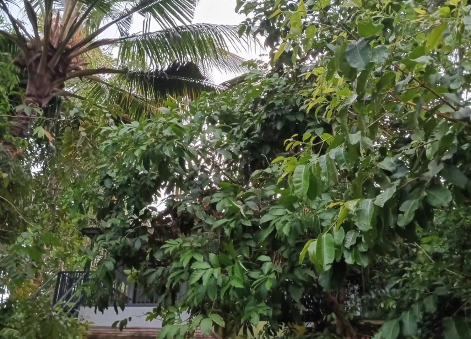Greens Homestay فاركَالا 0*,